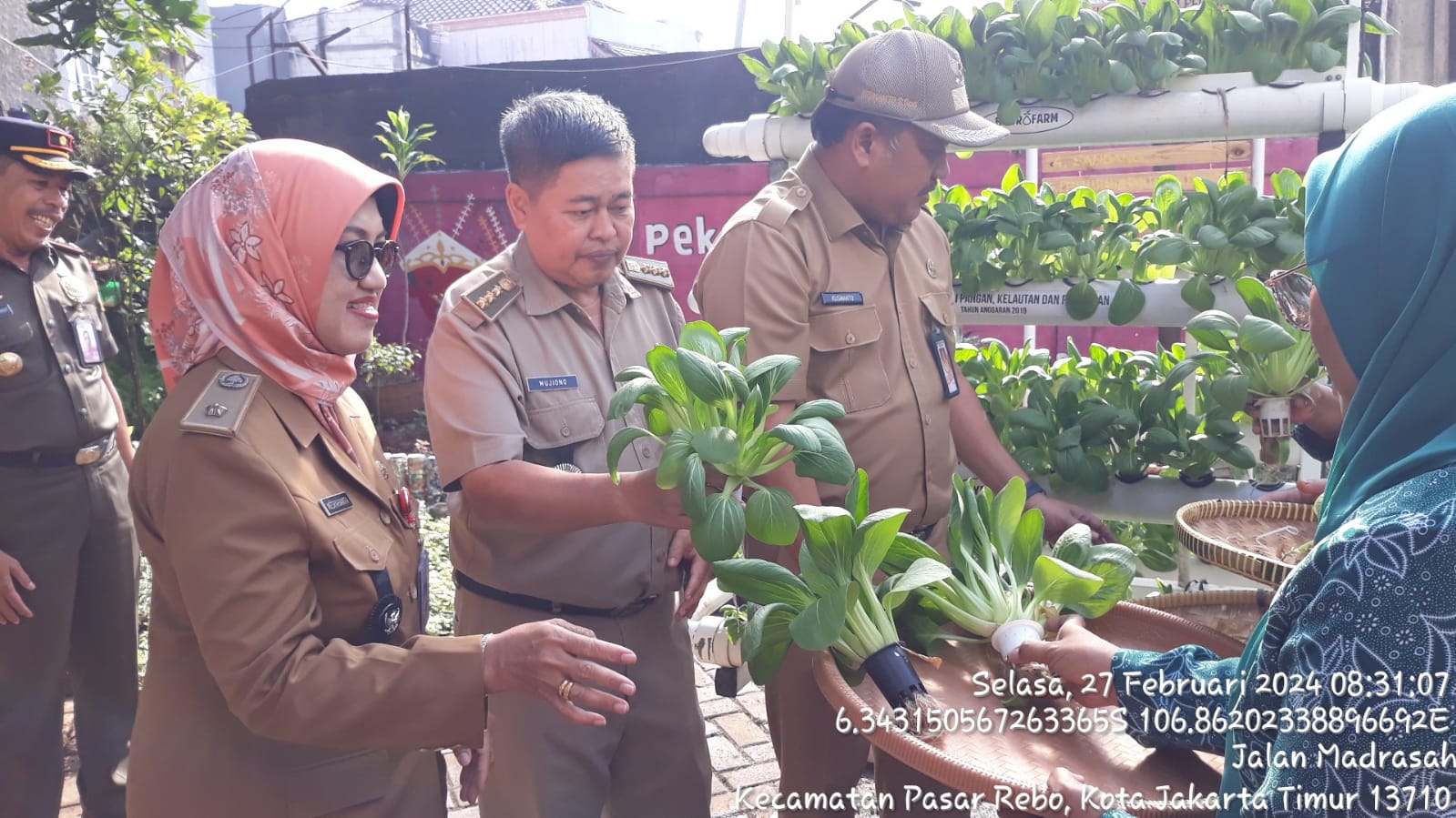 Sukses Panen Pokcoy, Camat Pasar Rebo dan Ibu Lurah Pekayon Tunjukkan Kekuatan Pertanian Urban